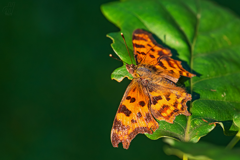 babočka bílé C - Polygonia c-album