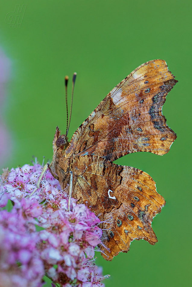 babočka bílé C - Polygonia c-album