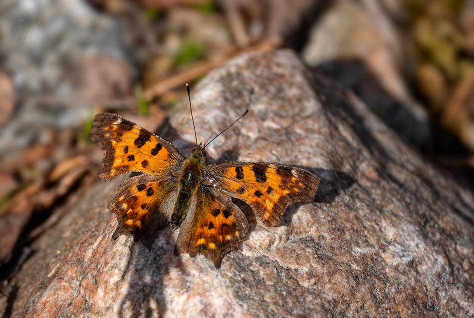 babočka bílé C - Polygonia c-album