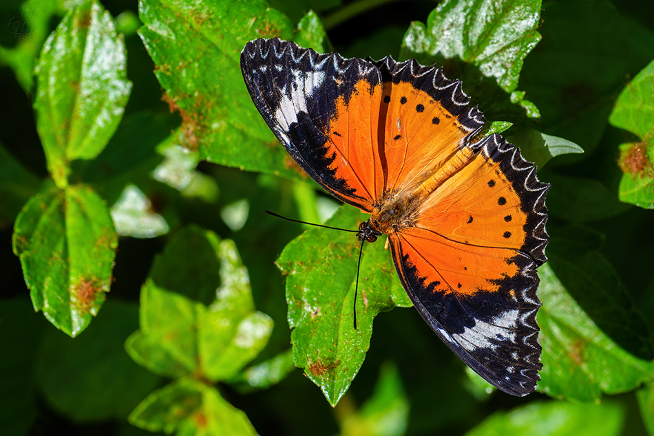 babočka cyanská - Cethosia cyane