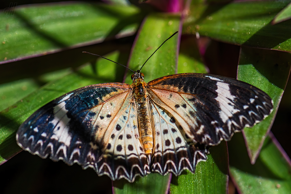 babočka cyanská - Cethosia cyane