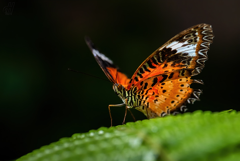 babočka cyanská - Cethosia cyane