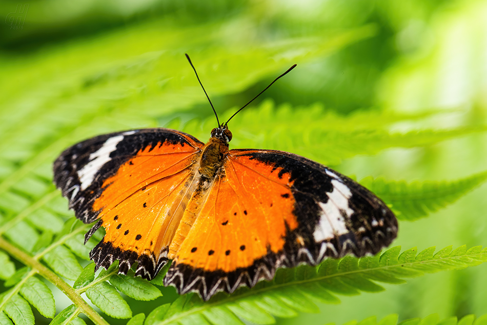 babočka cyanská - Cethosia cyane