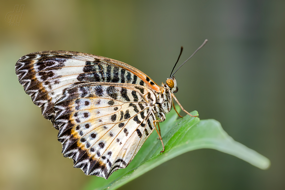 babočka cyanská - Cethosia cyane