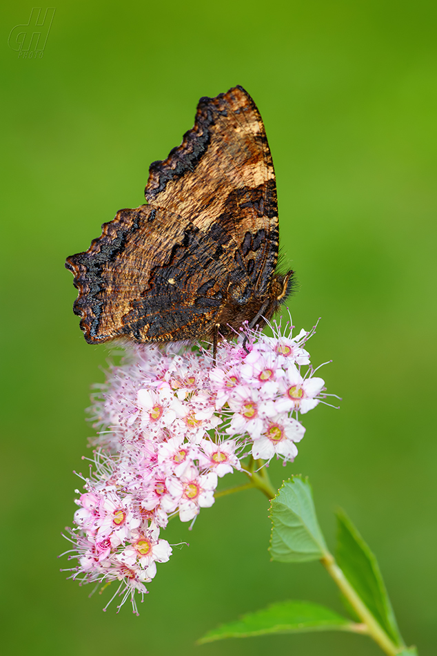 babočka jilmová - Nymphalis polychloros