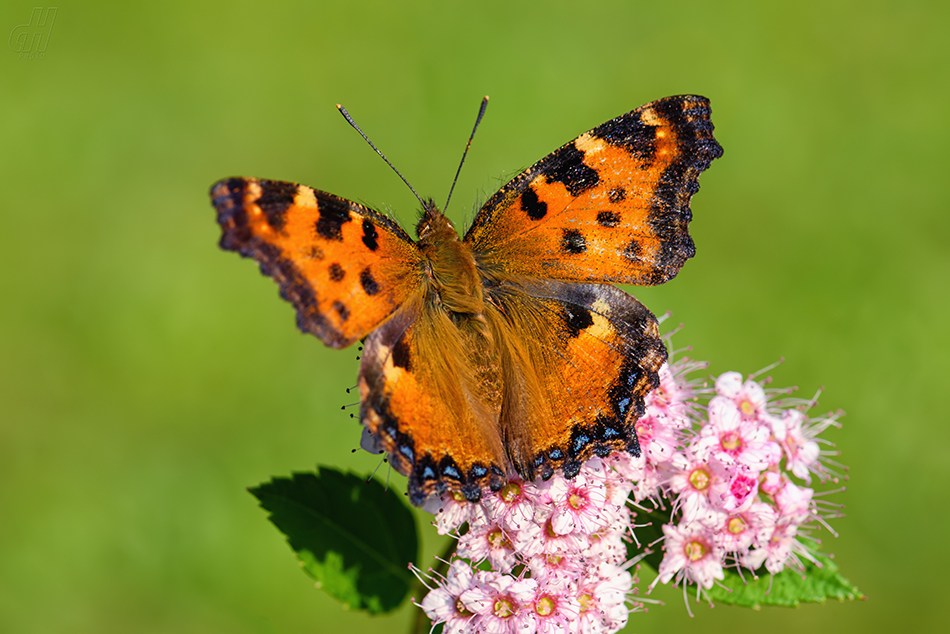 babočka jilmová - Nymphalis polychloros