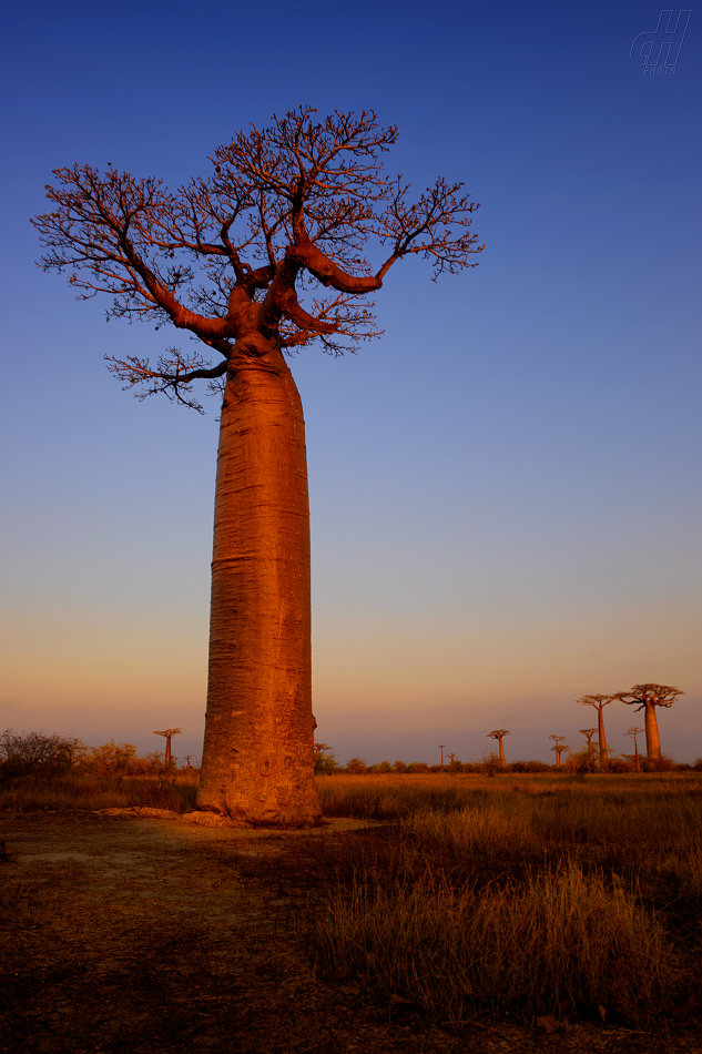 baobab - Adansonia madagascariensis