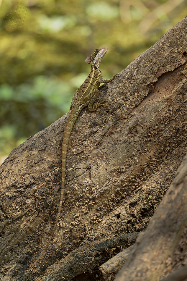 bazilišek pruhovaný - Basiliscus vittatus