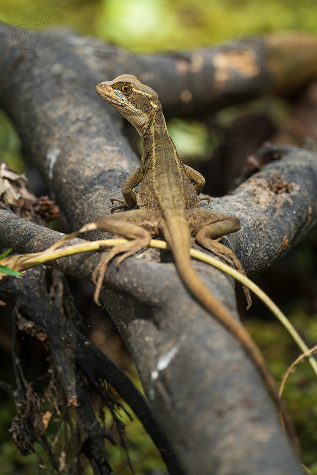 bazilišek pruhovaný - Basiliscus vittatus