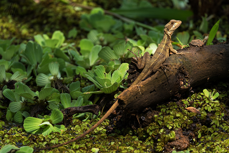 bazilišek pruhovaný - Basiliscus vittatus