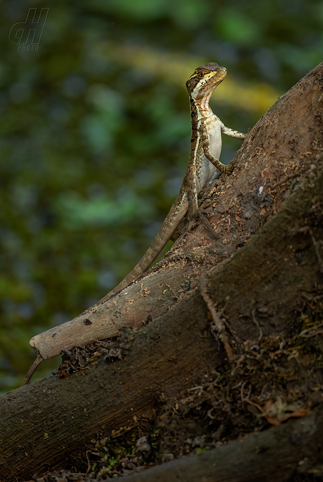 bazilišek pruhovaný - Basiliscus vittatus