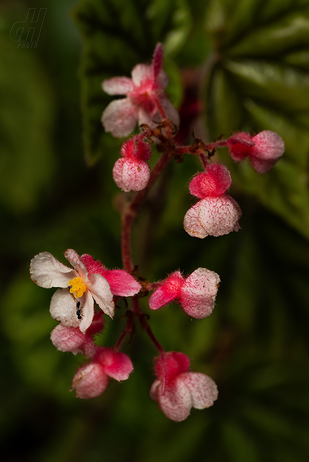 Begonia grandis