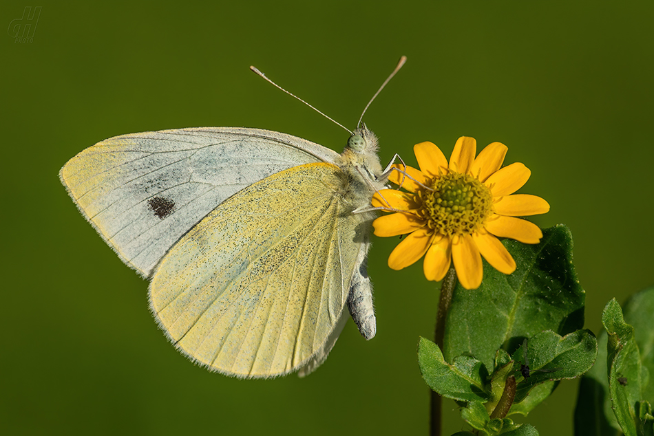 bělásek řepový - Pieris rapae