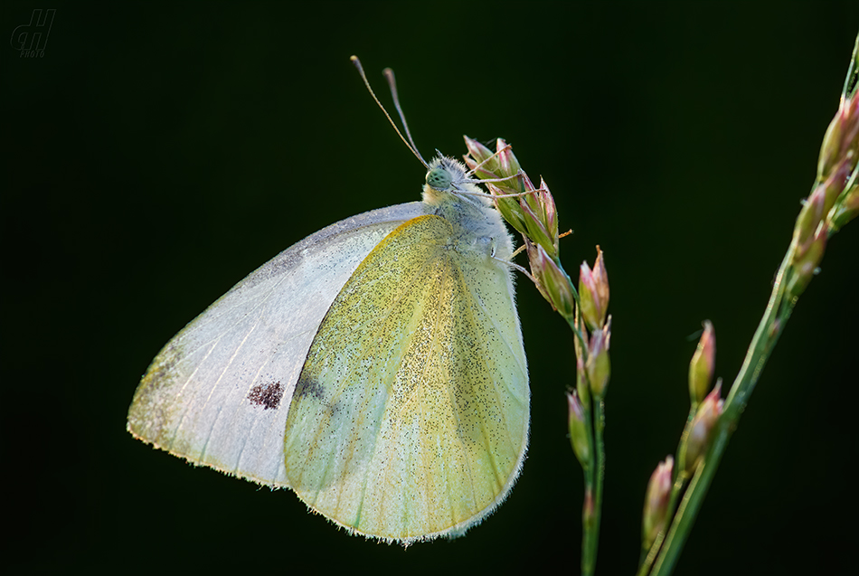 bělásek řepový - Pieris rapae