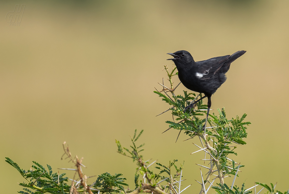 bělořit běloramenný - Myrmecocichla nigra