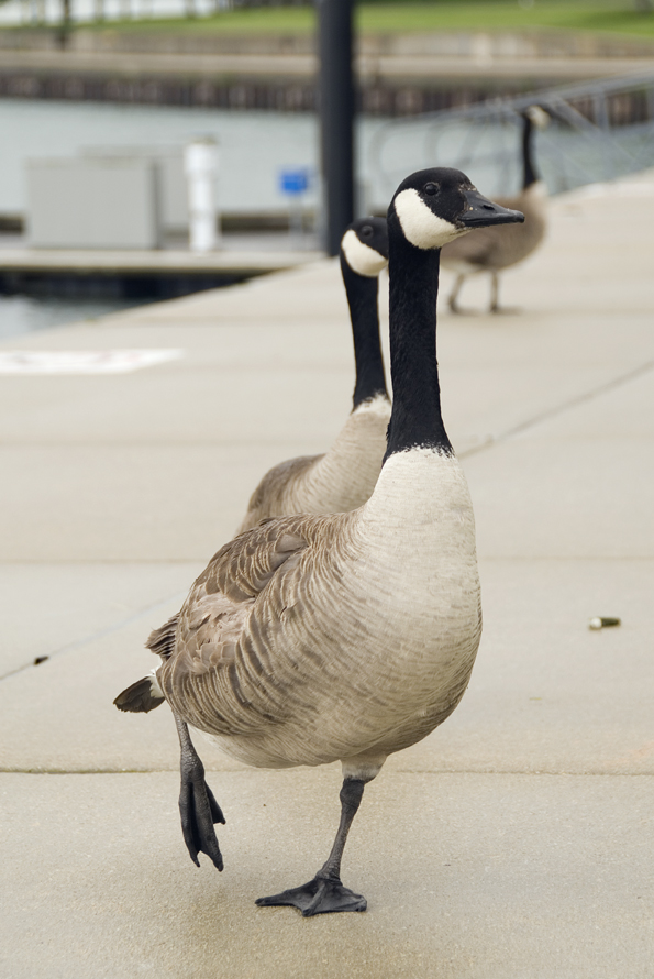 berneška velká - Branta canadensis