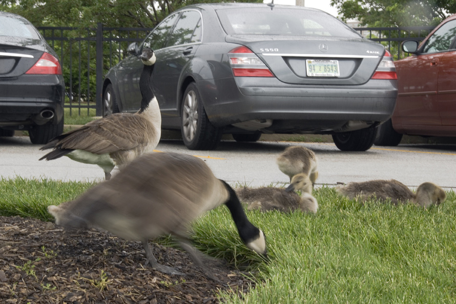 berneška velká - Branta canadensis