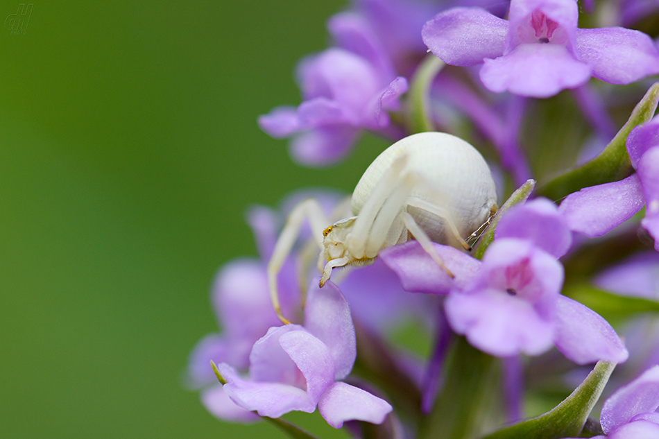 běžník kopretinový - Misumena vatia