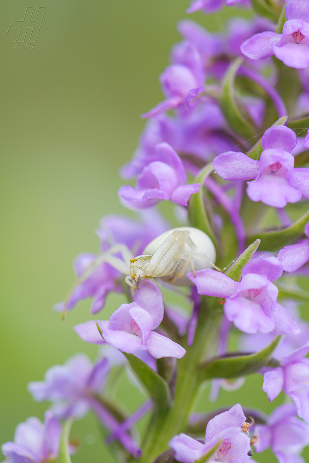 běžník kopretinový - Misumena vatia