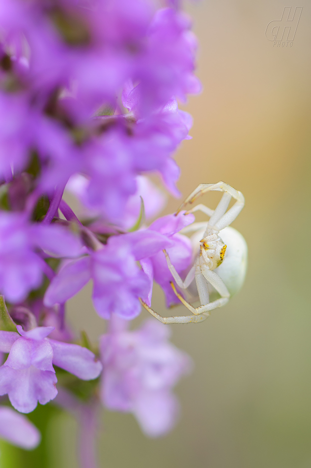 běžník kopretinový - Misumena vatia