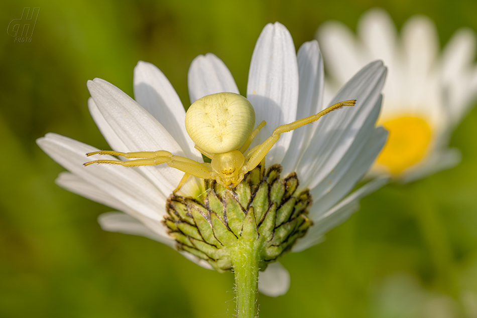 běžník kopretinový - Misumena vatia