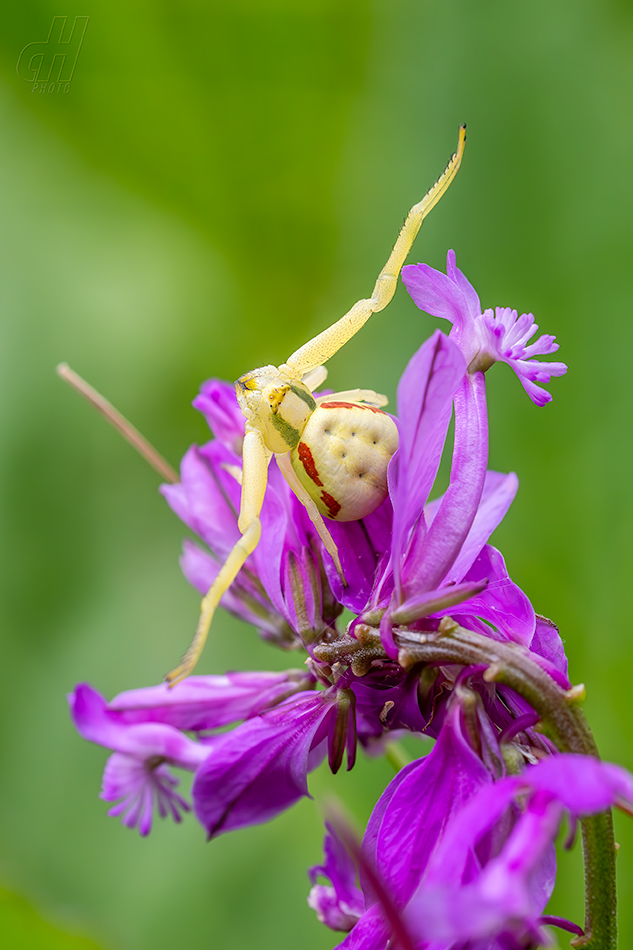 běžník kopretinový - Misumena vatia