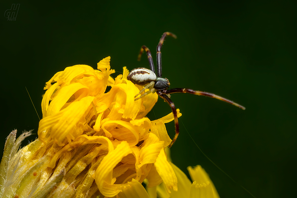 běžník kopretinový - Misumena vatia