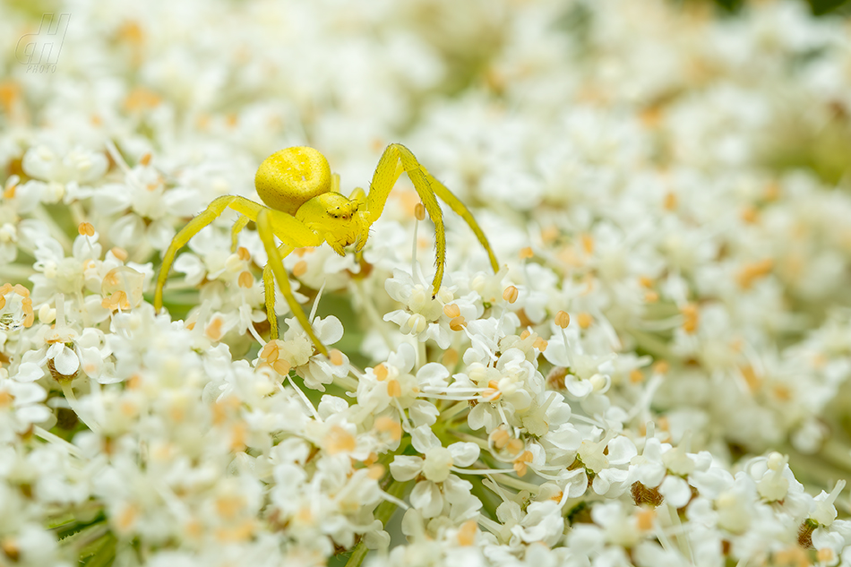 běžník kopretinový - Misumena vatia