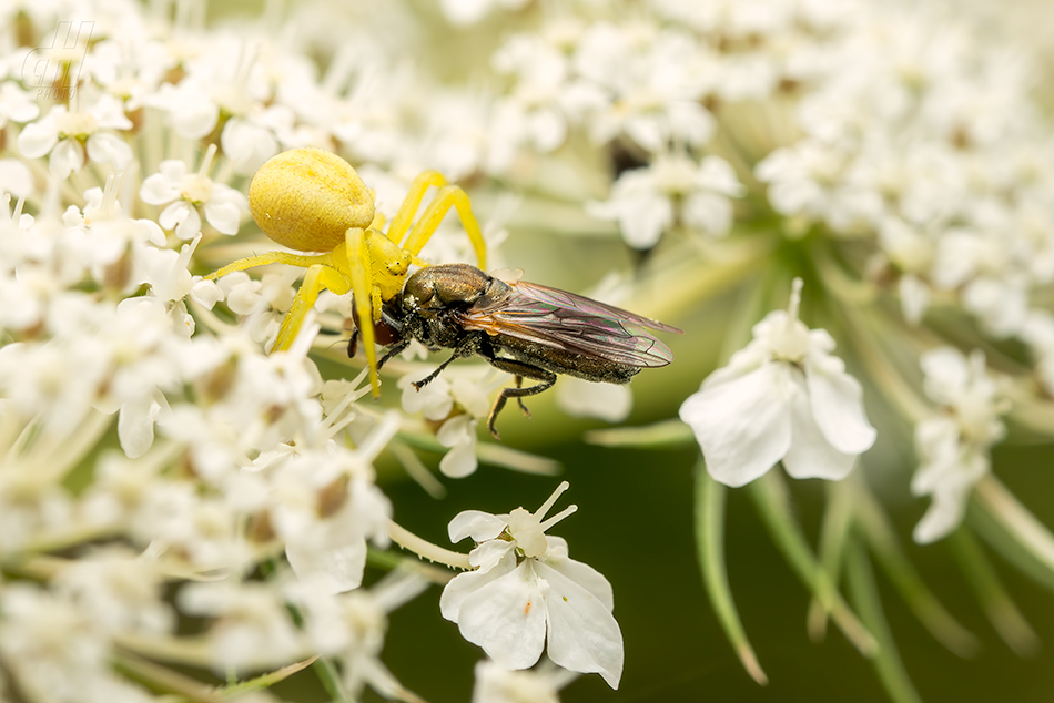 běžník kopretinový - Misumena vatia