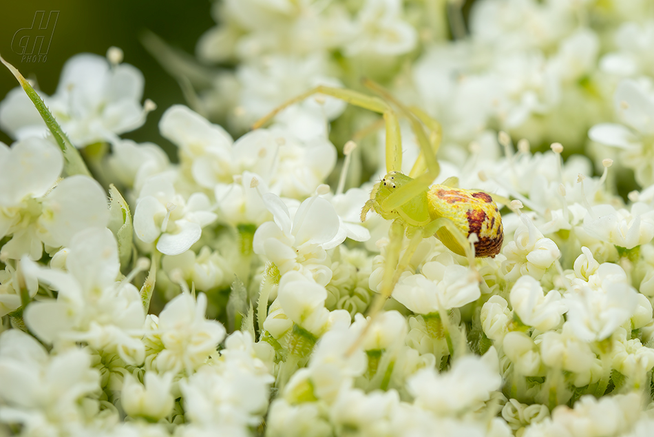 běžník kopretinový - Misumena vatia