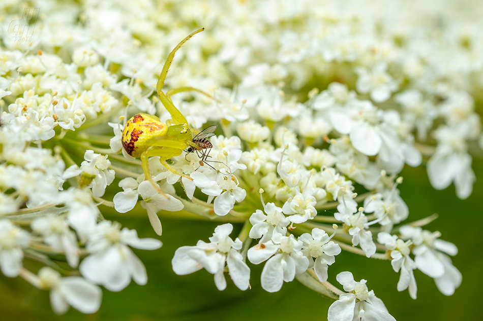 běžník kopretinový - Misumena vatia