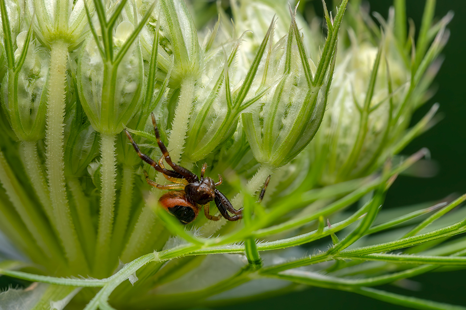 běžník skvostný - Synema globosum