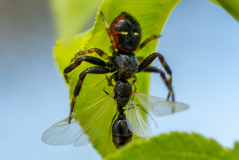 běžník skvostný - Synema globosum