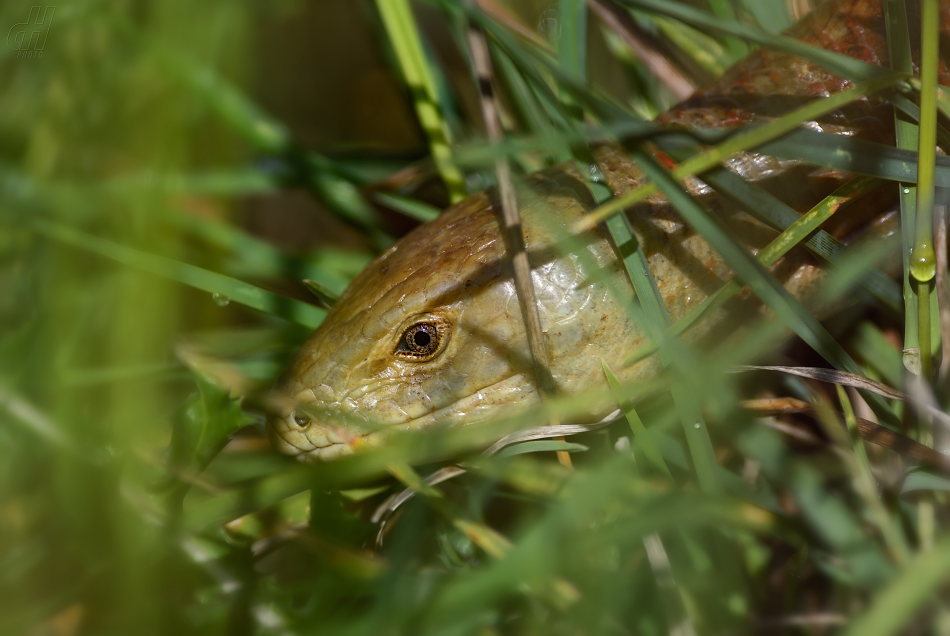 blavor žlutý - Pseudopus apodus