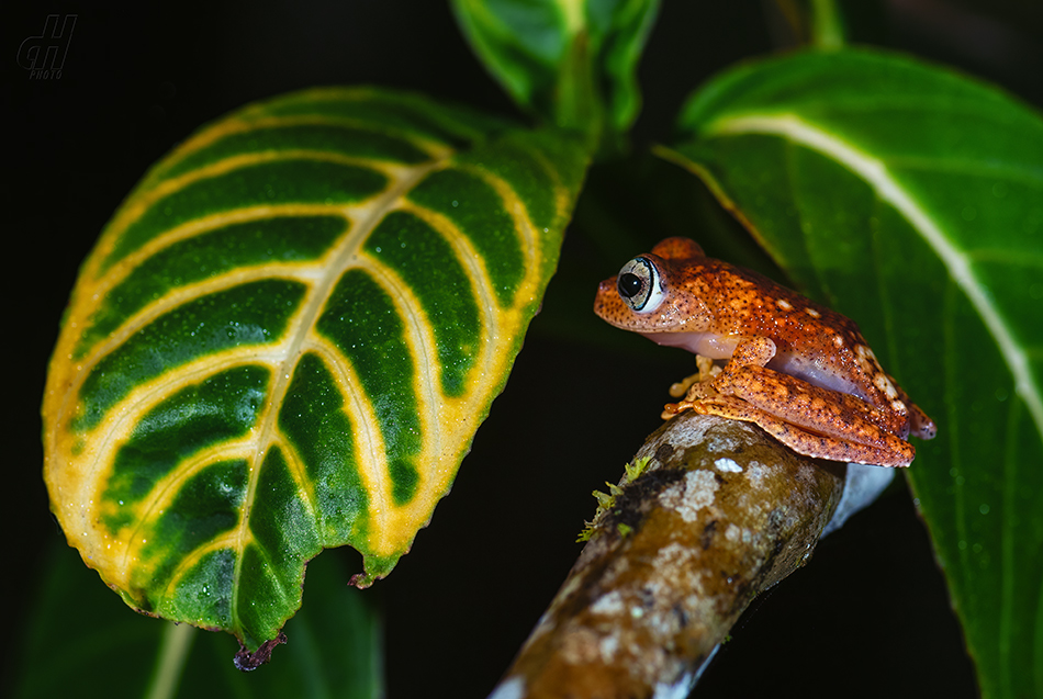 Boophis pyrrhus