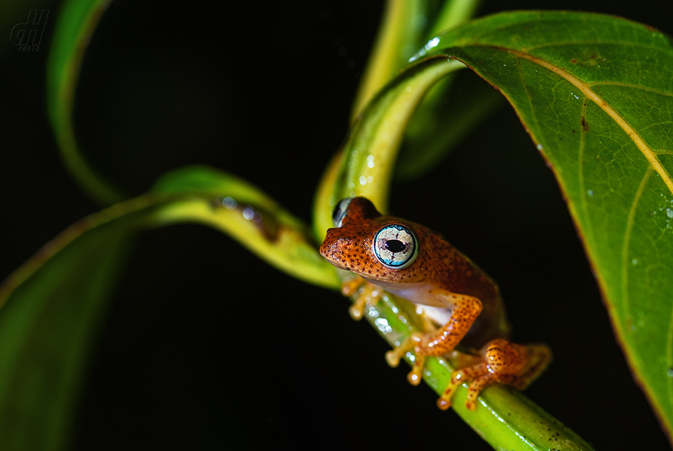 Boophis pyrrhus