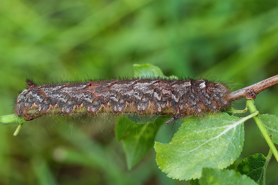 bourovec ovocný - Gastropacha quercifolia