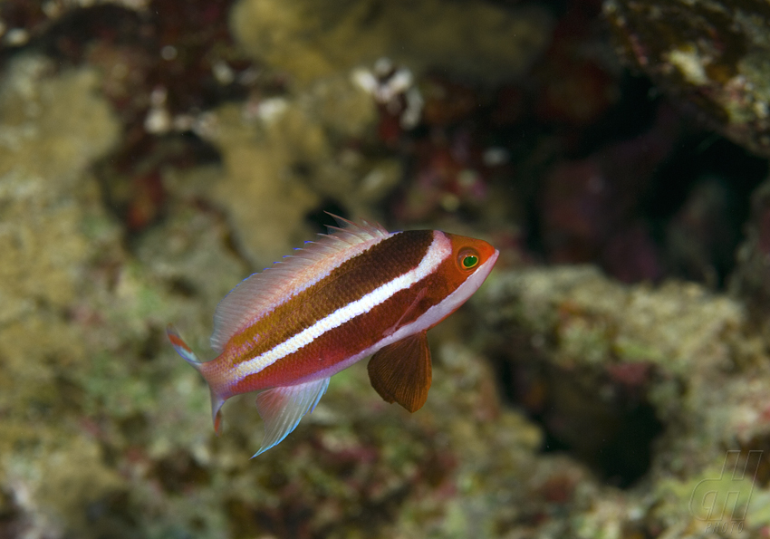 bradáč Townsendův - Pseudanthias townsendi