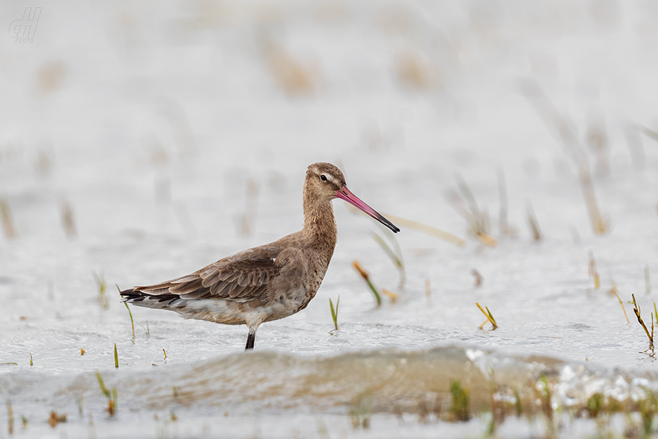 břehouš černoocasý - Limosa limosa