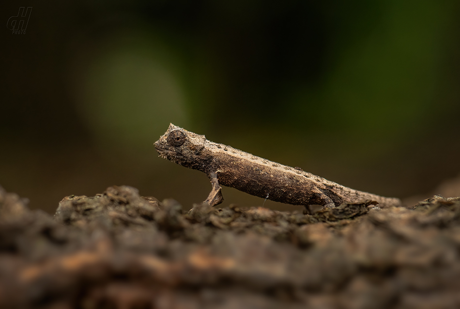 brokesie Thielova - Brookesia thieli