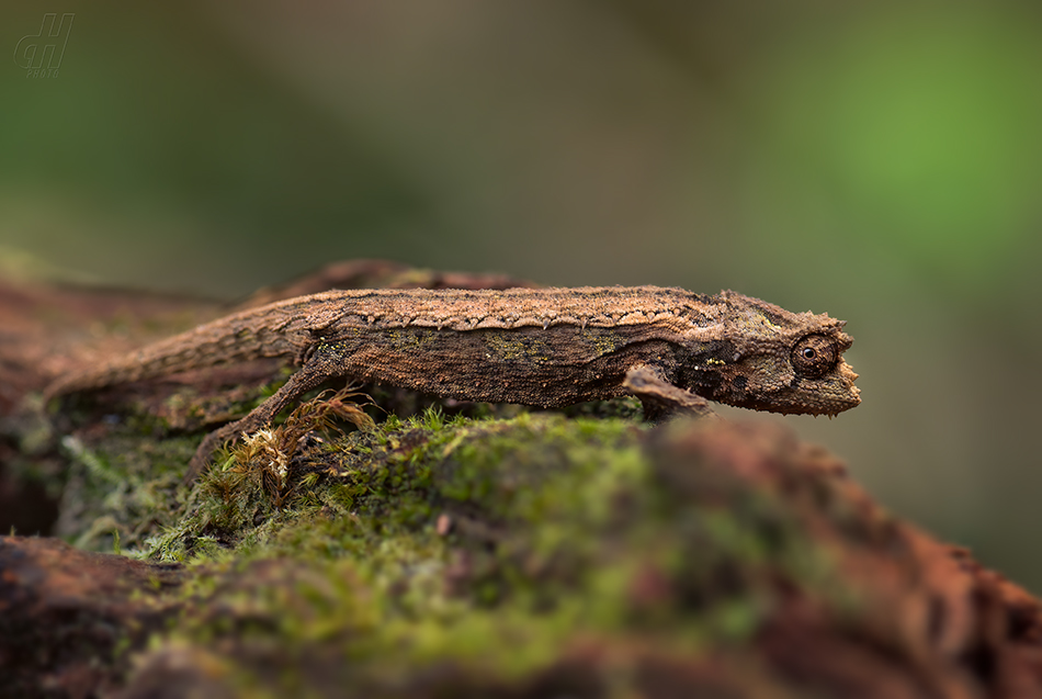 brokesie Thielova - Brookesia thieli