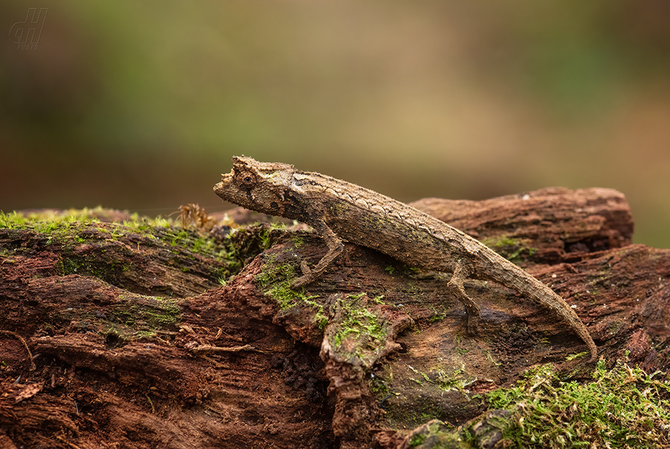 brokesie Thielova - Brookesia thieli