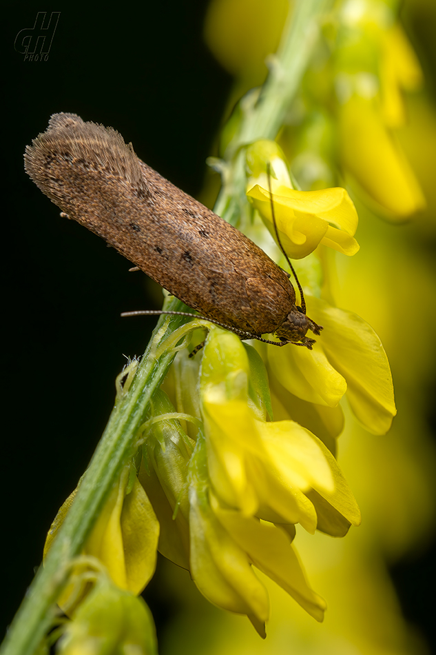 Bryotropha terrella