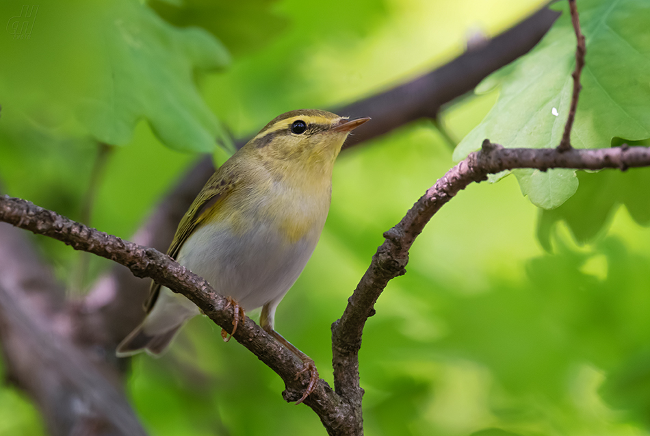 budníček lesní - Phylloscopus sibilatrix