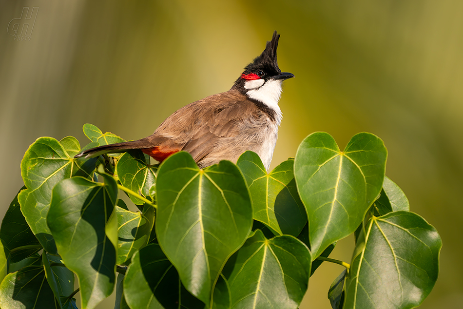 bulbul červenouchý - Pycnonotus jocosus