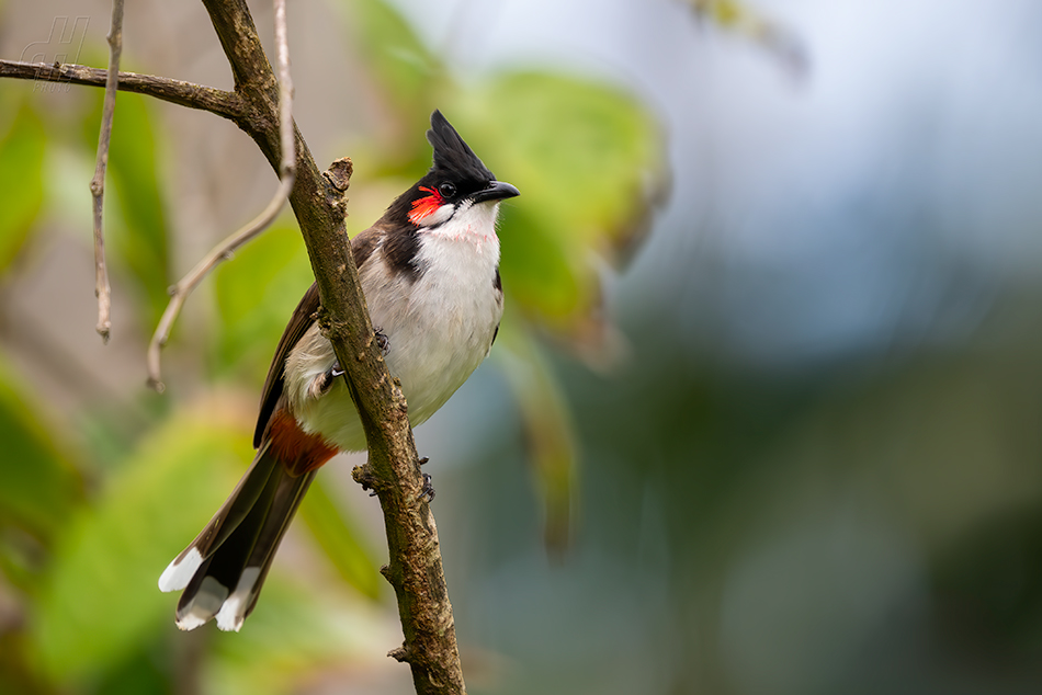 bulbul červenouchý - Pycnonotus jocosus