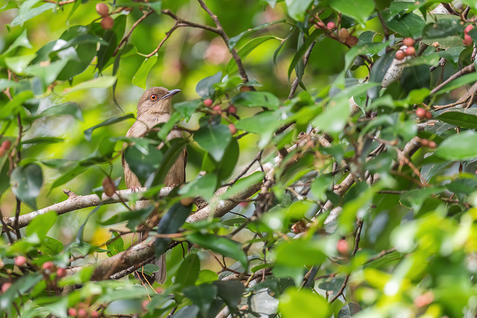 bulbul hnědý - Pycnonotus brunneus