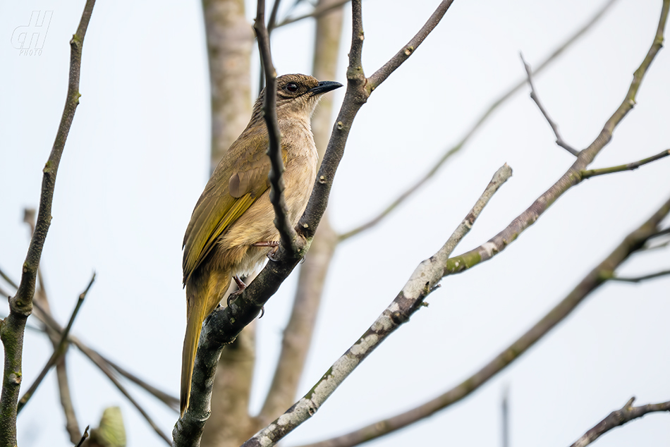 bulbul olivovohnědý - Pycnonotus plumosus