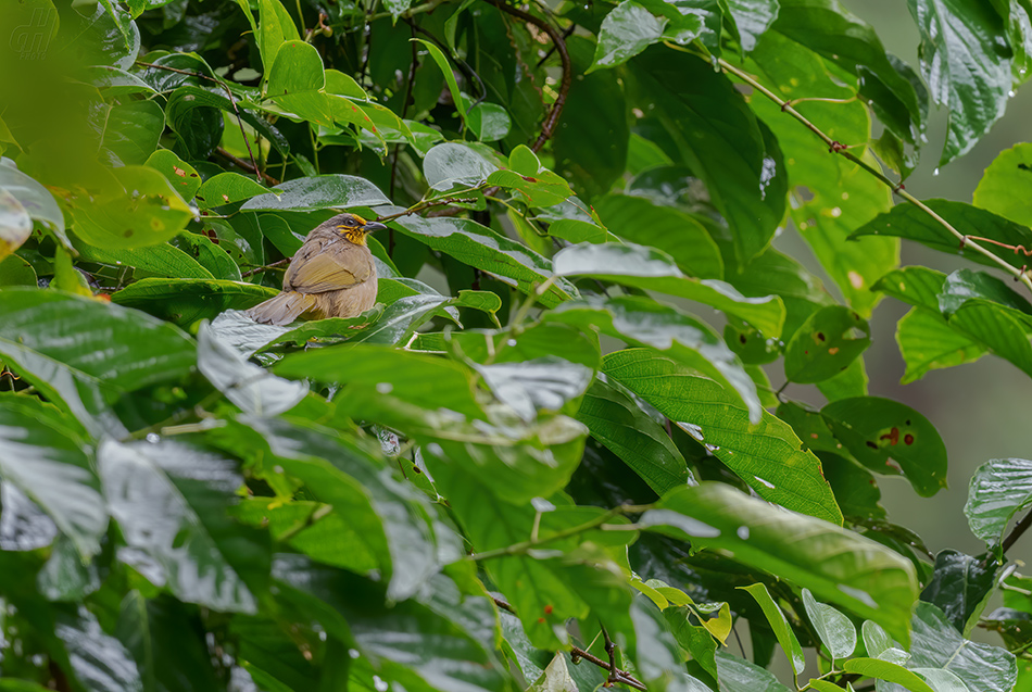 bulbul proužkohrdlý - Pycnonotus finlaysoni