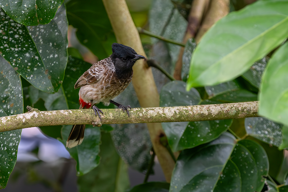 bulbul šupinkový - Pycnonotus cafer